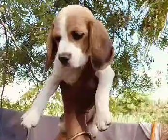 Beagle price in India