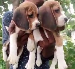 Beagle dog price in India