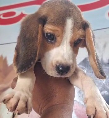 Beagle dog for sale in India