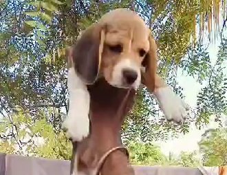 Beagle puppies for sale online in India