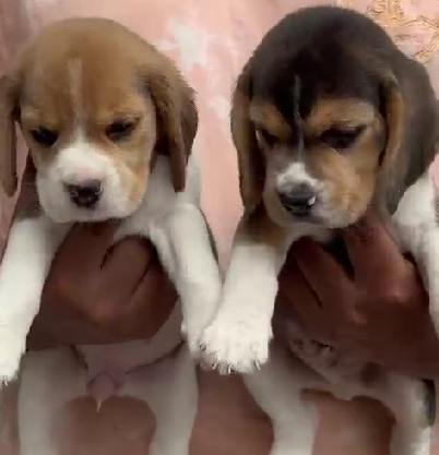 Beagle female puppies price in Kolkata