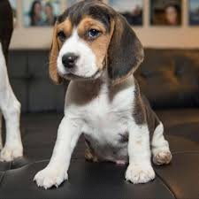 Beagle pet shop in Kolkata