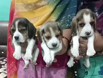 beagle puppies for sale online in vizag