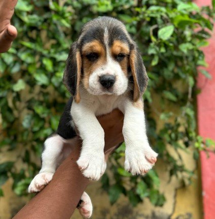 beagle pet shop in vizag