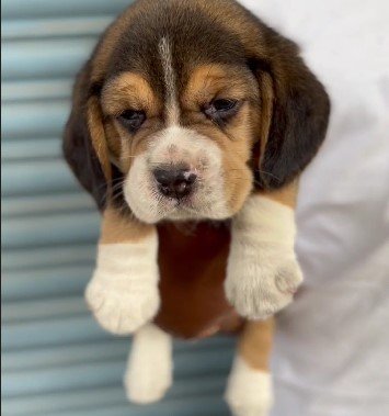 beagle male puppies price in vizag