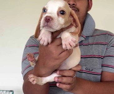 beagle female puppies price in vizag