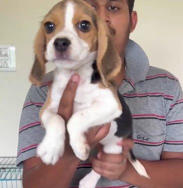 beagle dog for sale in vizag