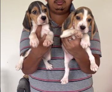 beagle dog price in vizag