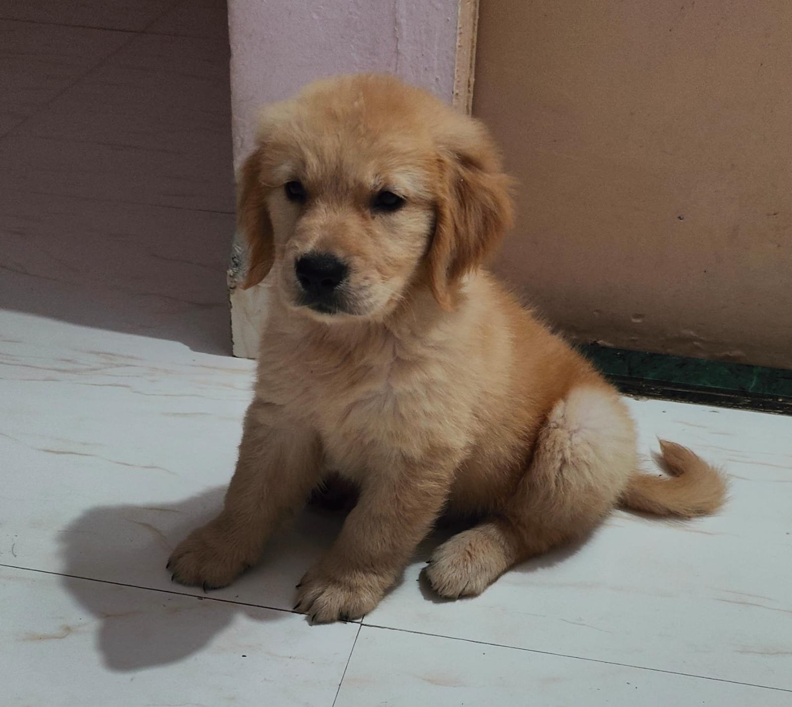 Golden retriever female puppies for sale in bangalore