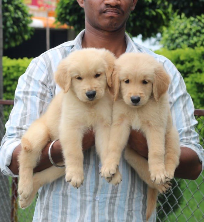 Golden retriever female puppies price in bangalore