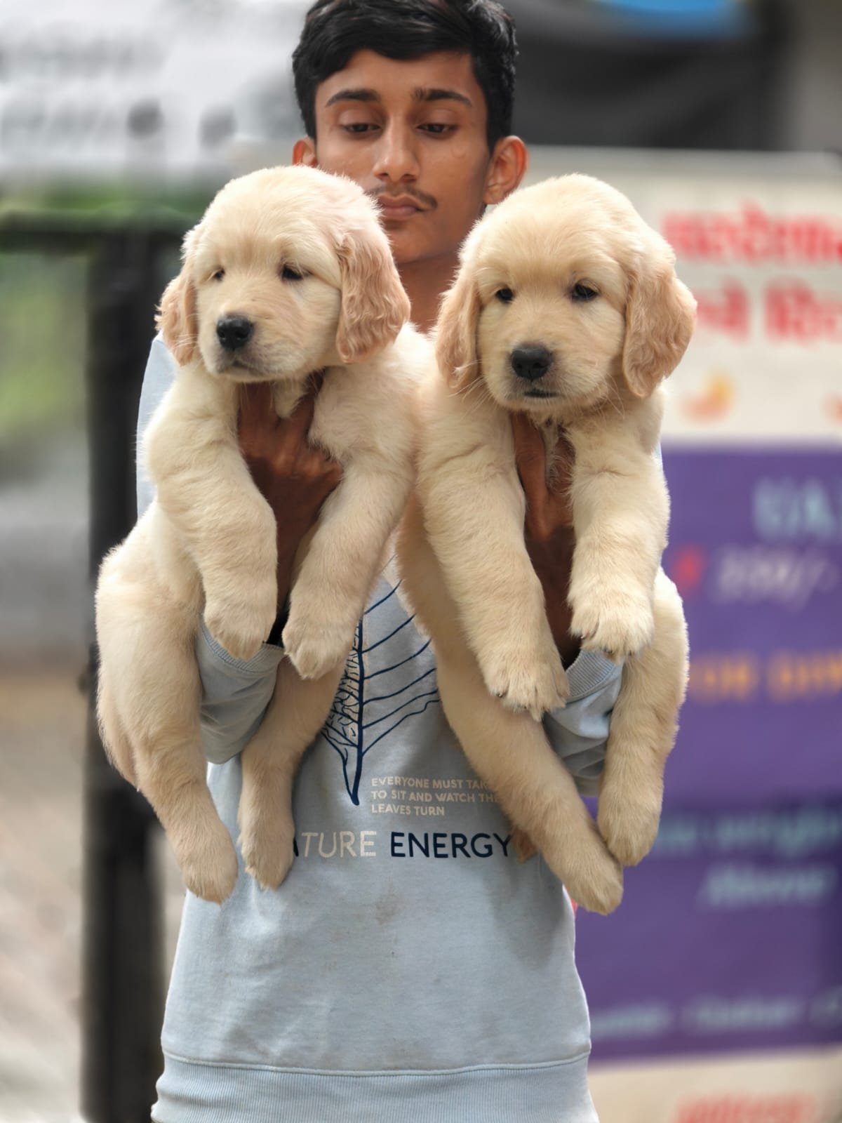 Champion line golden retriever price in bangalore