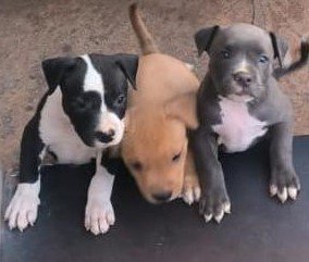 Pitbull female puppies price in bangalore