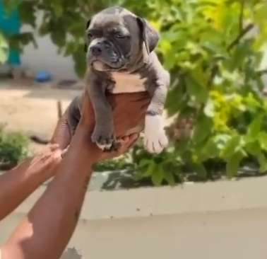 Pitbull female puppies for sale in bangalore