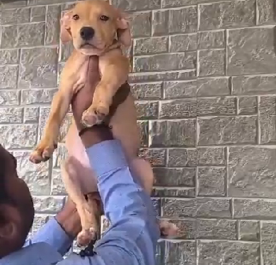 Champion line pitbull puppies price in bangalore