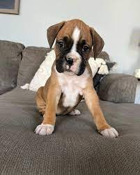 Boxer Female Puppies For Sale In Mumbai