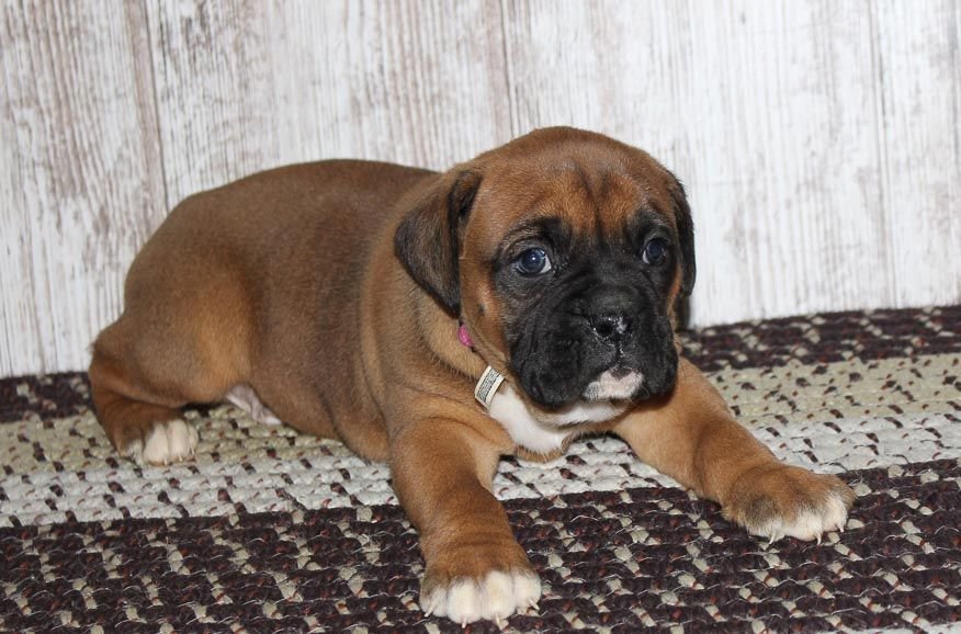 Boxer Male Puppies Price In Mumbai