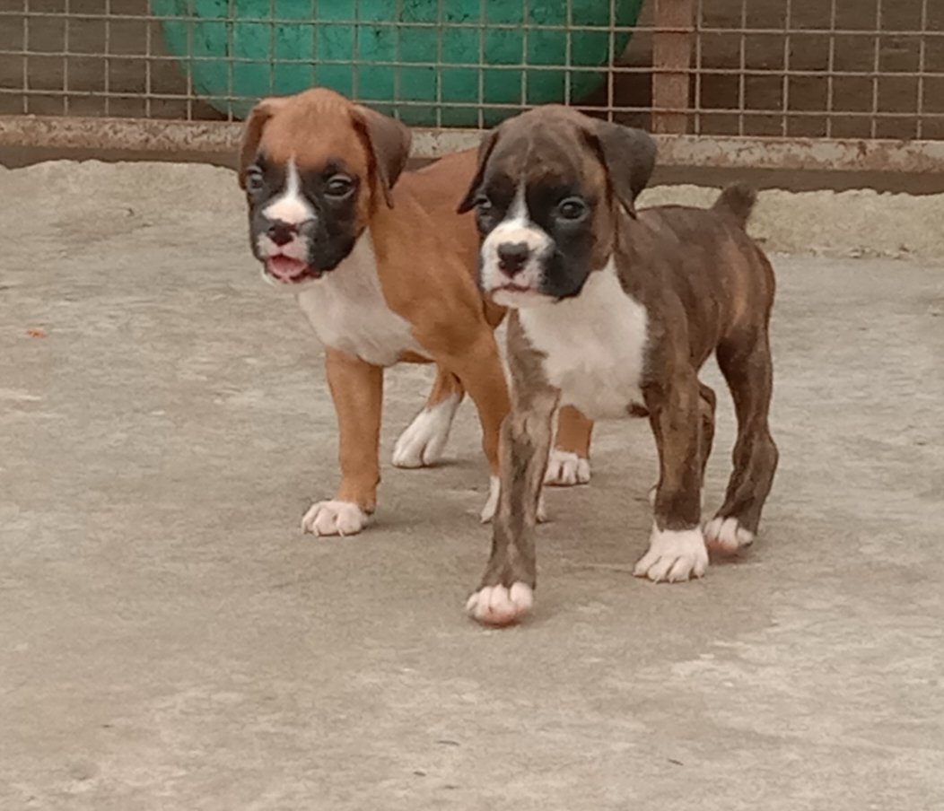 Boxer Male Puppies Price In Mumbai