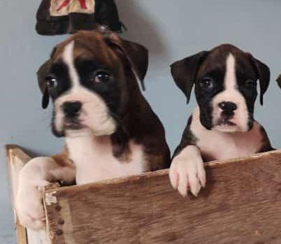 Boxer female puppies for sale on ahmedabad