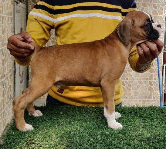 Boxer male puppies price in ahmedabad