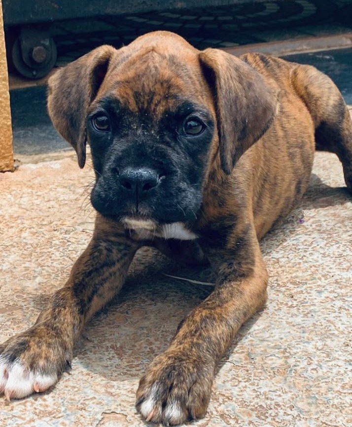 Champion line boxer puppies for sale in ahmedabad