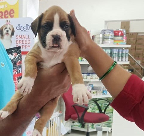 Champion line boxer puppies price in ahmedabd