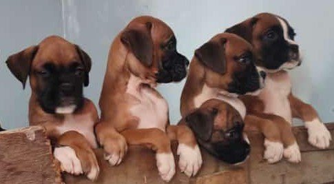 Boxer male puppies for sale in ahmedabad