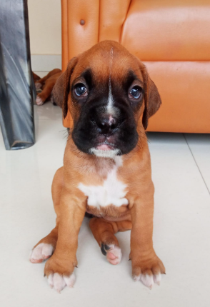 Healthy Boxer puppy for sale in Banglore.