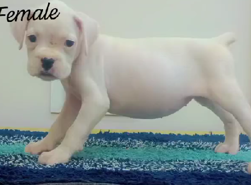 boxer male puppy for sale in chennai