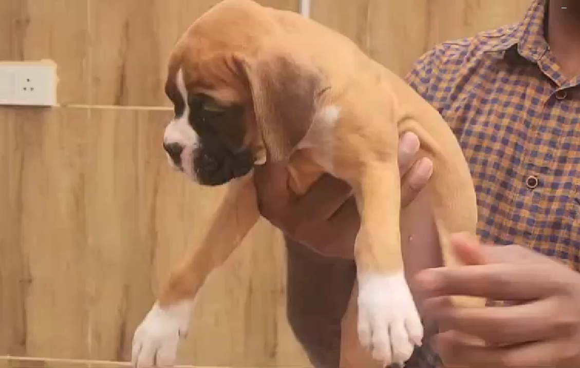 boxer female puppy price in chennai