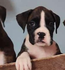 boxer dog breeder in chennai