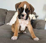 boxer pet shop in chennai