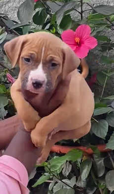 Boxer Puppies Price In Mumabi