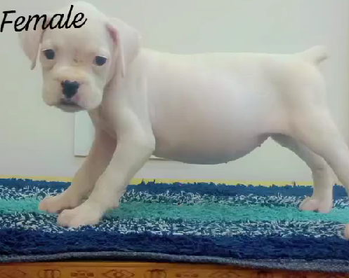 Boxer male puppies price in hyderabad