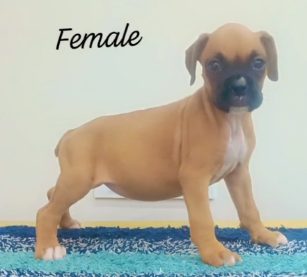 Boxer female puppy price in hyderabad