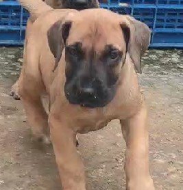 buy boxer puppies in jaipur