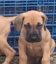 champion lineage boxer puppies price in jaipur