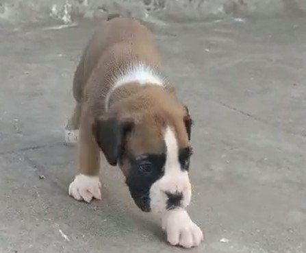 boxer dog breeder in jaipur