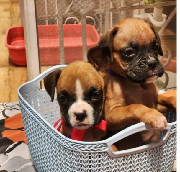 boxer pet shop in jaipur