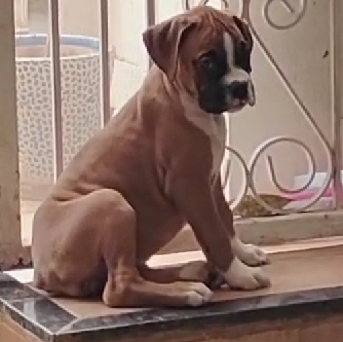 Boxer breed puppies for sale in Kolkata 