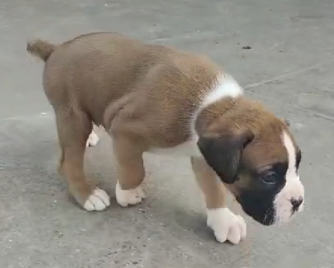 Boxer male puppies price in Kolkata