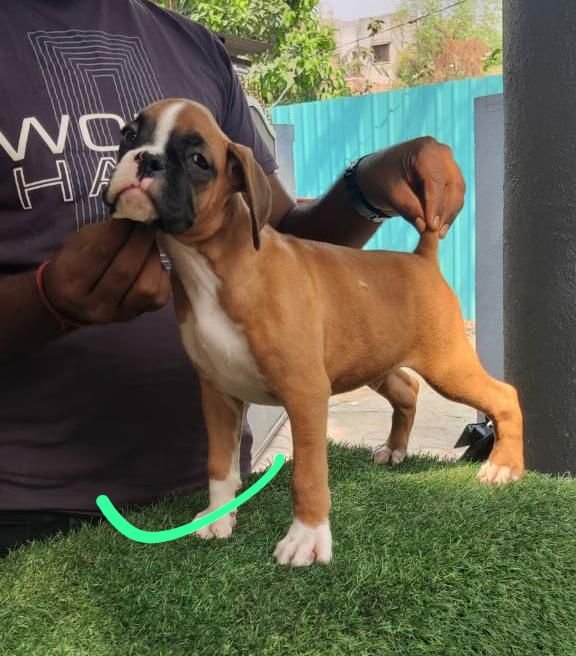 Boxer female puppies price in Kolkata