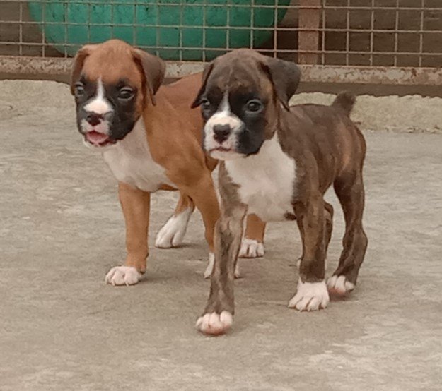 boxer dog price in vizag