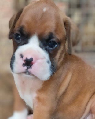 boxer puppies for sale online in vizag