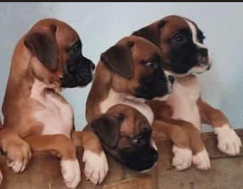 boxer female puppy price in vizag