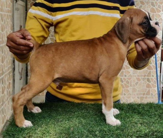 boxer pet shop in vizag