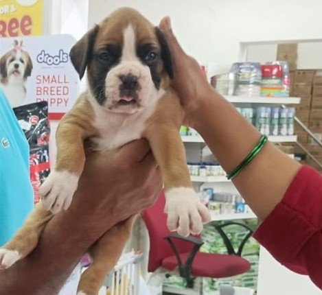 boxer dog breeder in vizag