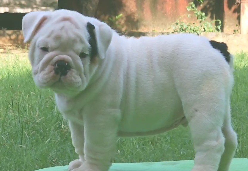 English bulldog price in India