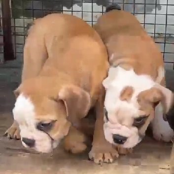 English bulldog breed price in India