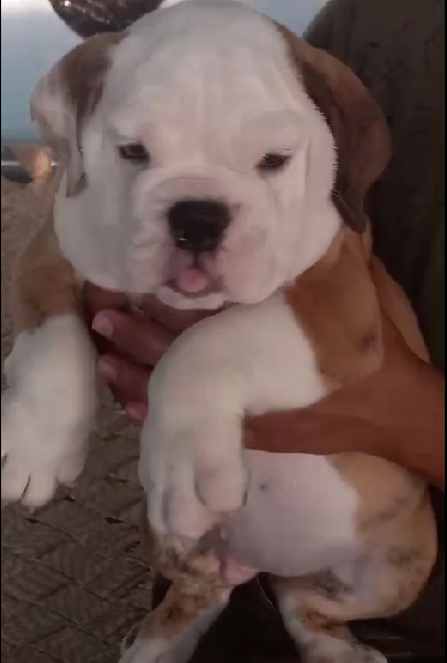 English bulldog breeder in India