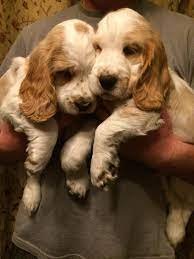 Champion line cocker spaniel puppies for sale in mumbai